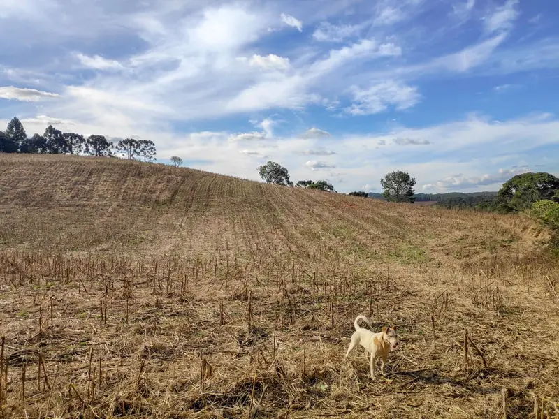 Sítio à venda, 15 alqueires, por R$ 2.200.000 - Aeroporto - Caçador/SC — foto 3
